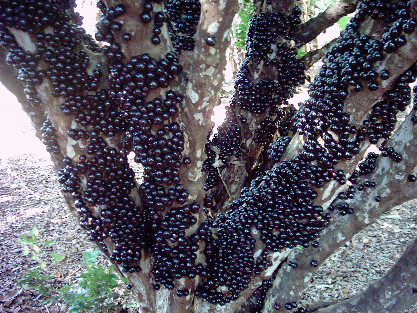 Brazilian Grape Tree~~Jaboticaba Plinia Cauliflora Sabara Fruit~~Small Rooted STARTER Plant