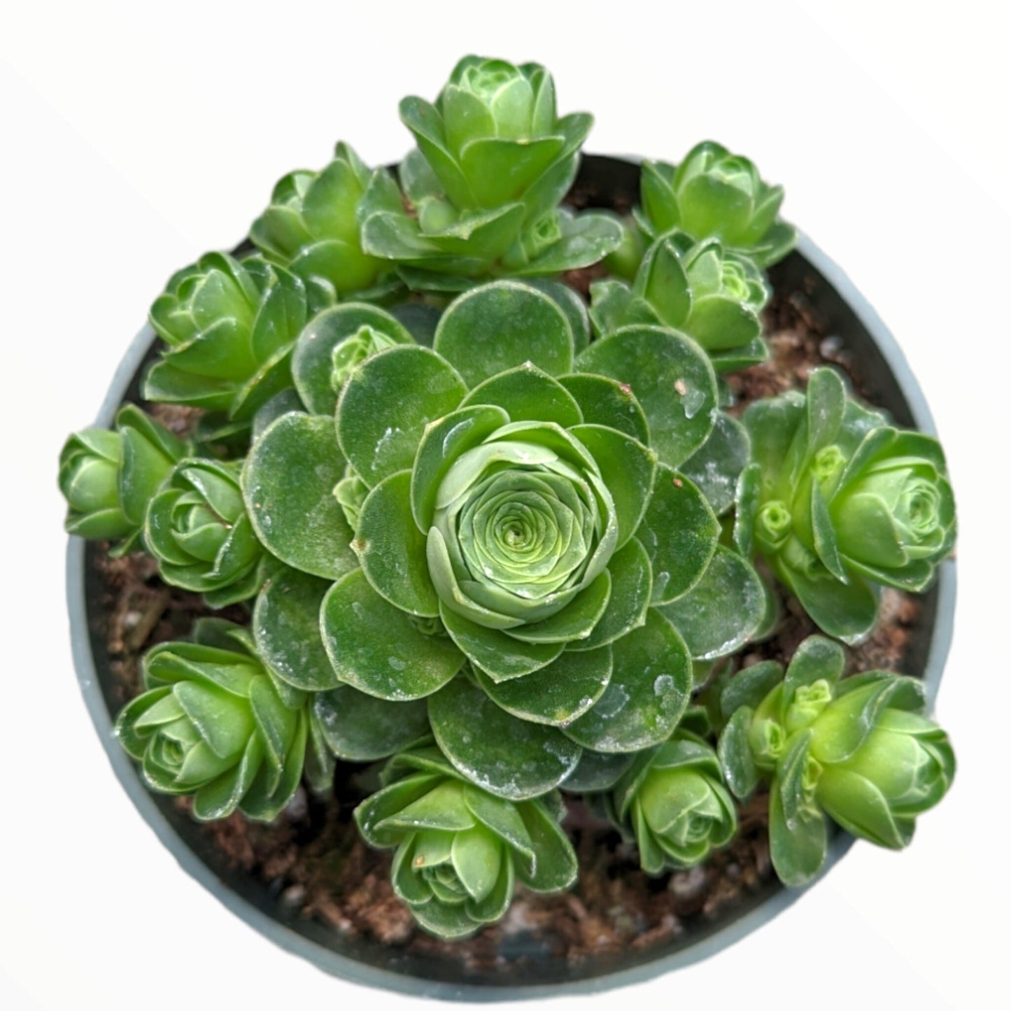 Greenovia dodrentalis Mountain Rose Succulent Plant