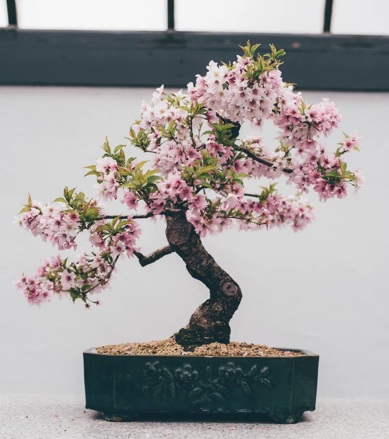 Weeping cherry bonsai seeds | 10pk W INSTRUCTIONS 91% germination (Flowering)