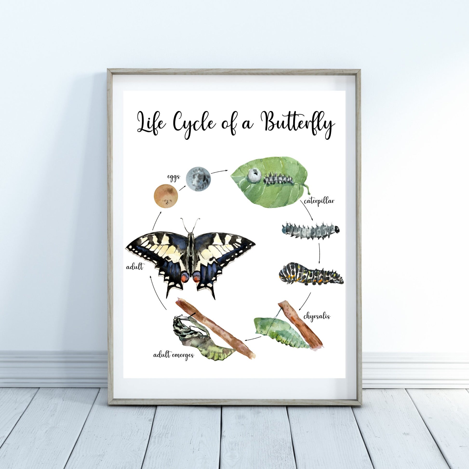 Life Cycle Insect / Bugs Educational posters set of 9, Homeschool learning, Montessori Classroom Décor, Wall Art - with states labeled