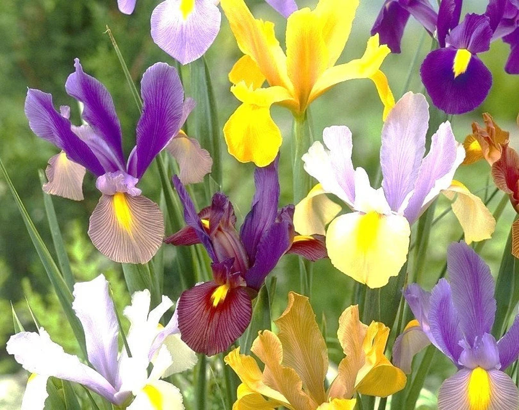 15 Dutch Iris Bi-Color Bulb Mix- Bronze Queen,Oriental Butterfly,Mystic Beauty,Red Ember,Tigers Eye +More *Fall Planting