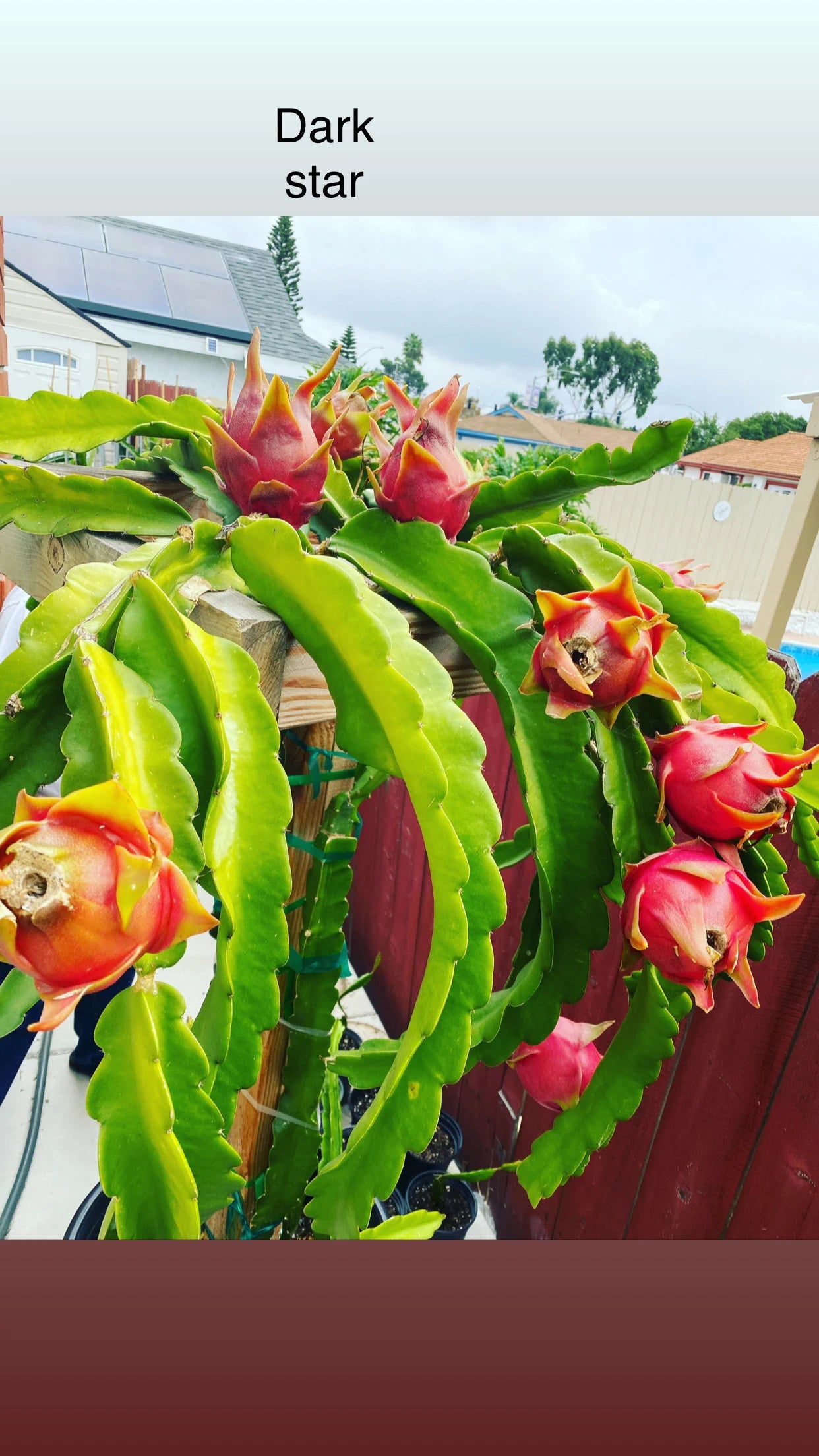 Dragon Fruit Plants(Cuttings)