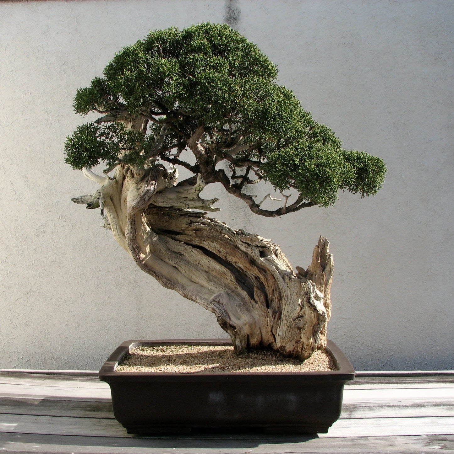 Bonsai Tree | Seed Grow Kit | The Jonsteen Company