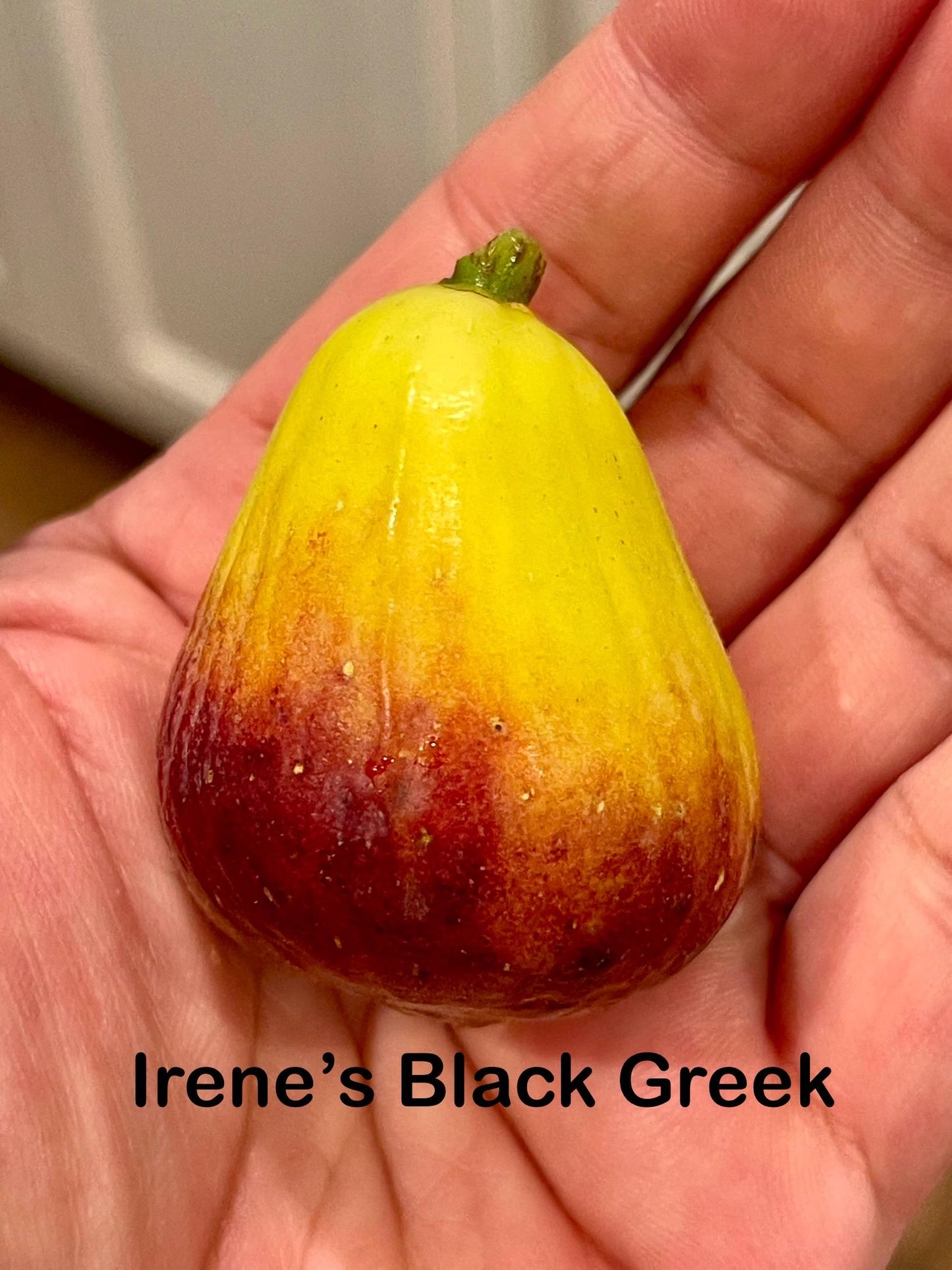 Premium Fig Tree Cuttings – Angelito, Calderona, Jolly Rancher’s, Irane Black & More - Summer Cuttings