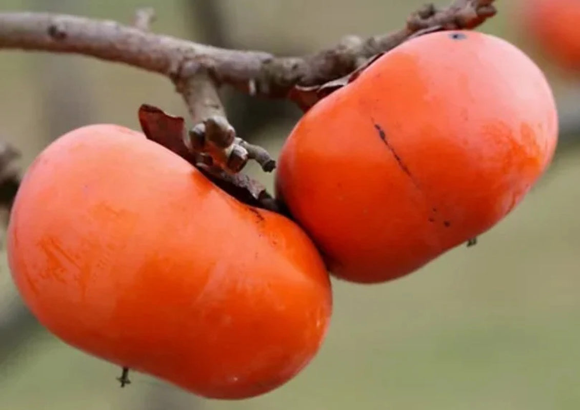 3 FUYU persimmons unrooted cuttings