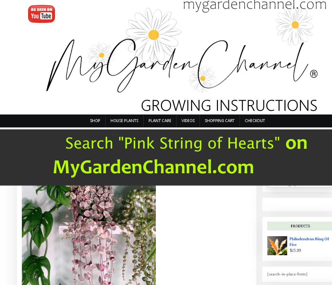Super Sale Rare Pink Variegated String of Hearts Plant Live in Pot Perfect Gift House Plant ppp Low Light Indoor Plants