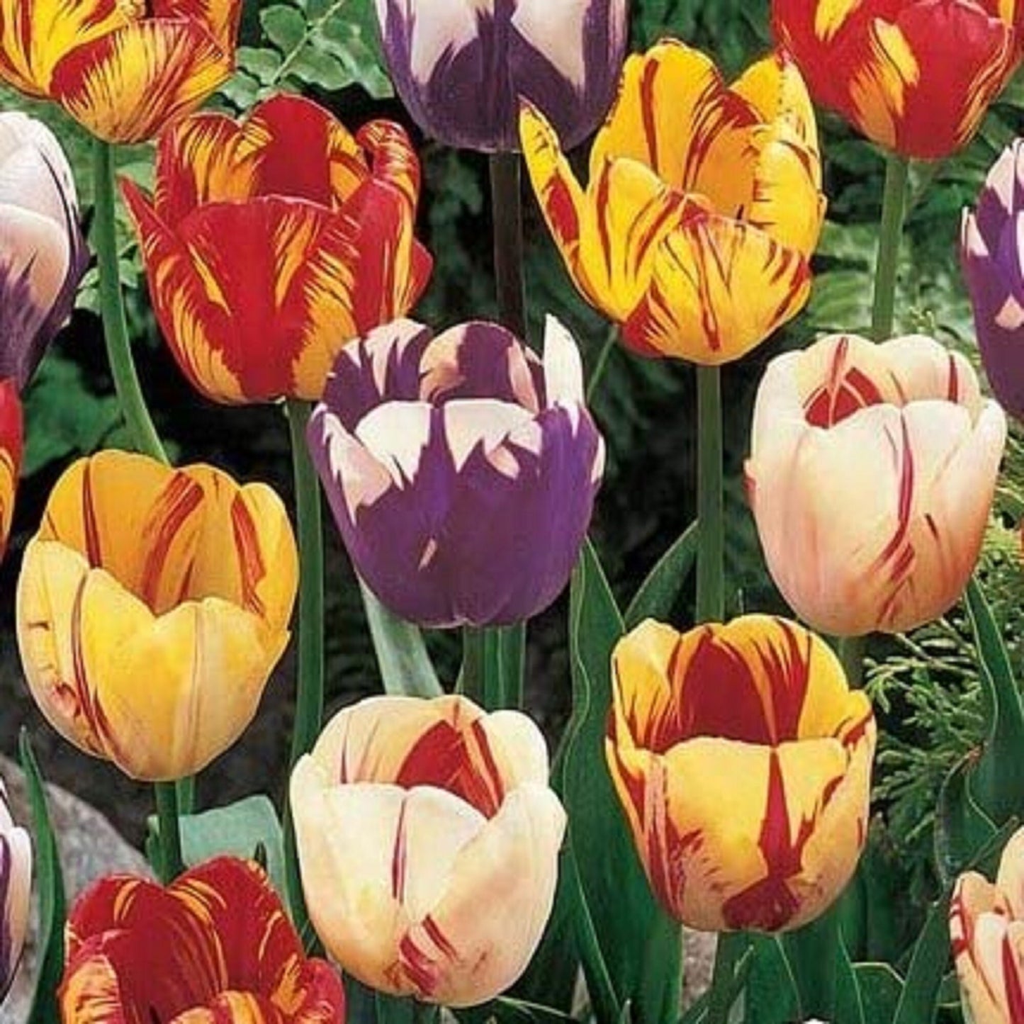 Tulip Bulbs, Rembrandt Mixed Tulip Flower Bulbs , Fall Planting for Spring Blooms COOL BEANS N SPROUTS