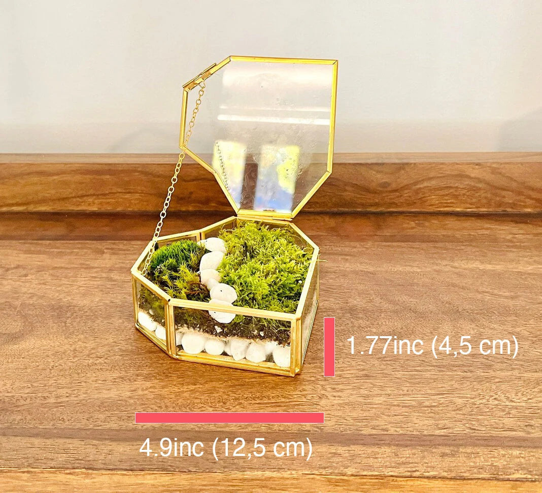 Fresh Moss Terrarium Kit: Golden Wardian Case, Live Plants (VIDEO INSTRUCTIONS)