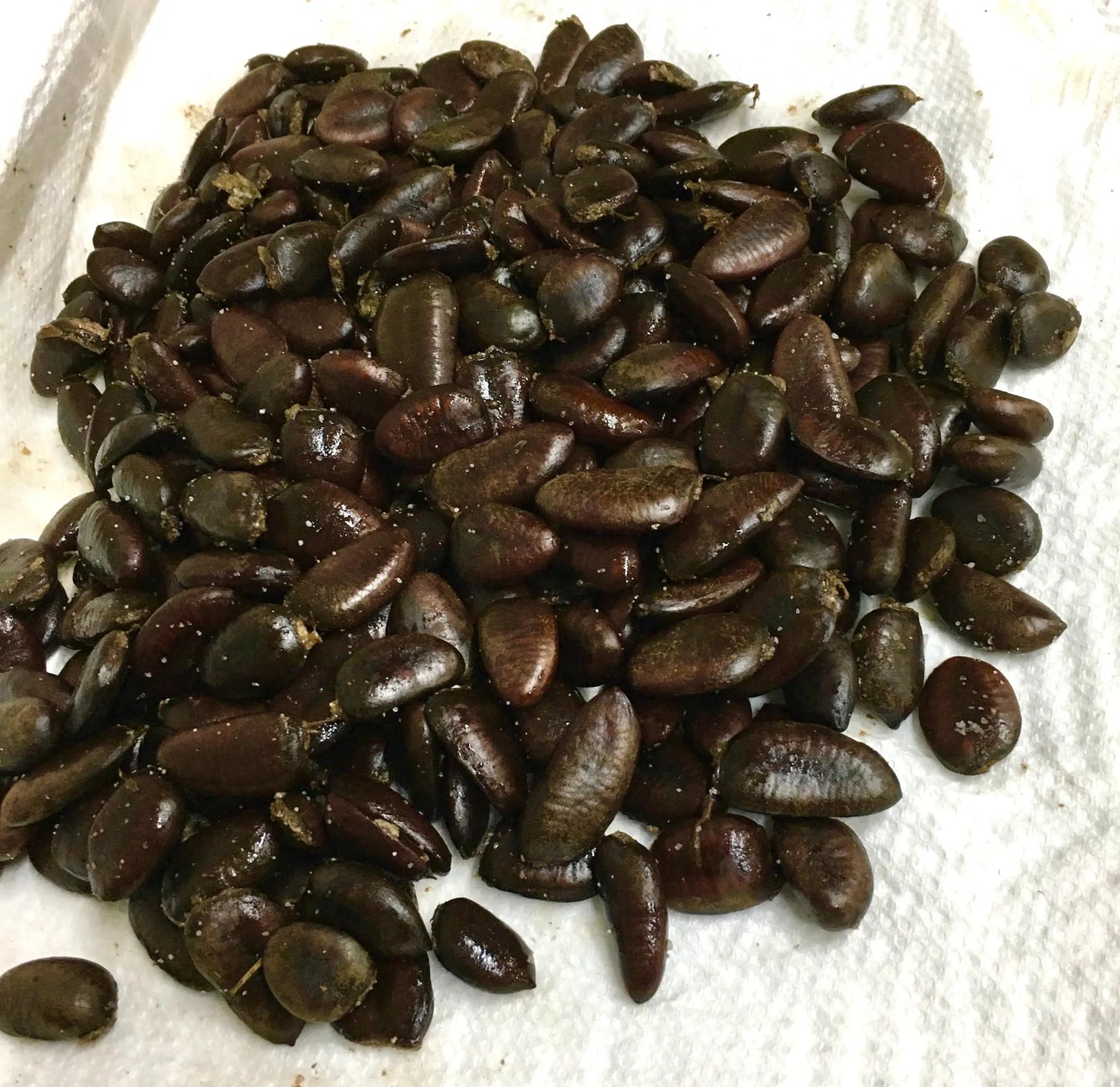 10 PawPaw Tree Seeds Asimina triloba Native American Fruit Tree Organic Heirloom Stratified
