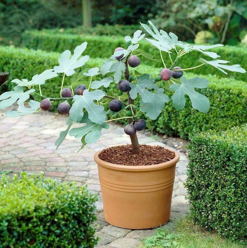 Fresh Celeste Fig Cuttings: Sweet Southern Heirloom Variety