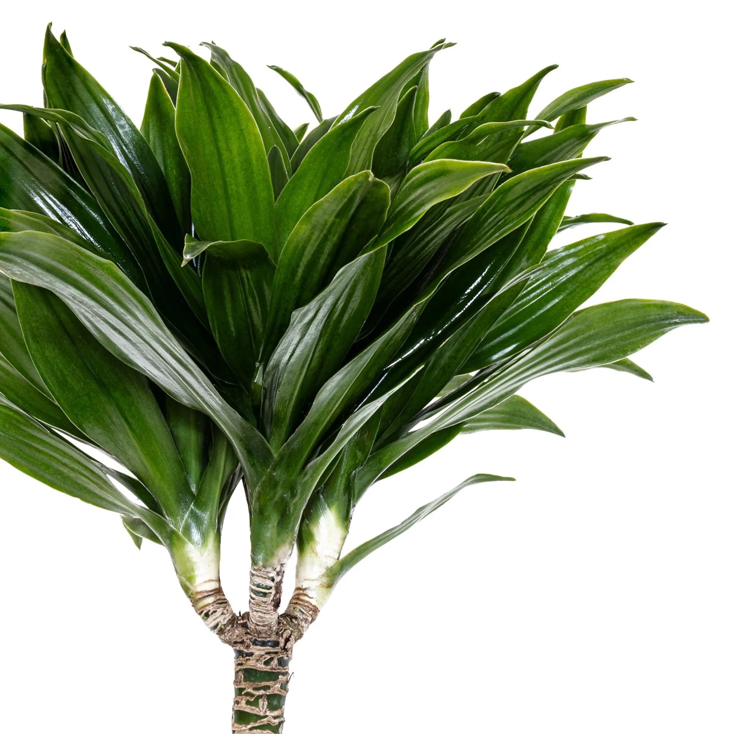 Dracaena Janet Craig Compacta 3-2-1 | Indoor Low Light Plant | Ships in 10-Inch Grower Pot | 42–48 Inches Tall | Easy Care Floor Plant