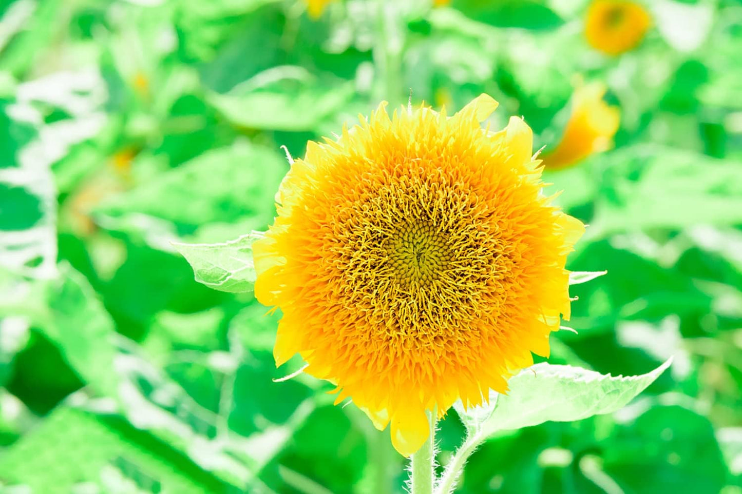 1000+ Sunflower Seeds for Planting Heirloom Non-GMO, Bulk Package of 15 Varieties Mix Seeds, Individually Packaged, Attracts Pollinators (Helianthus annuus)