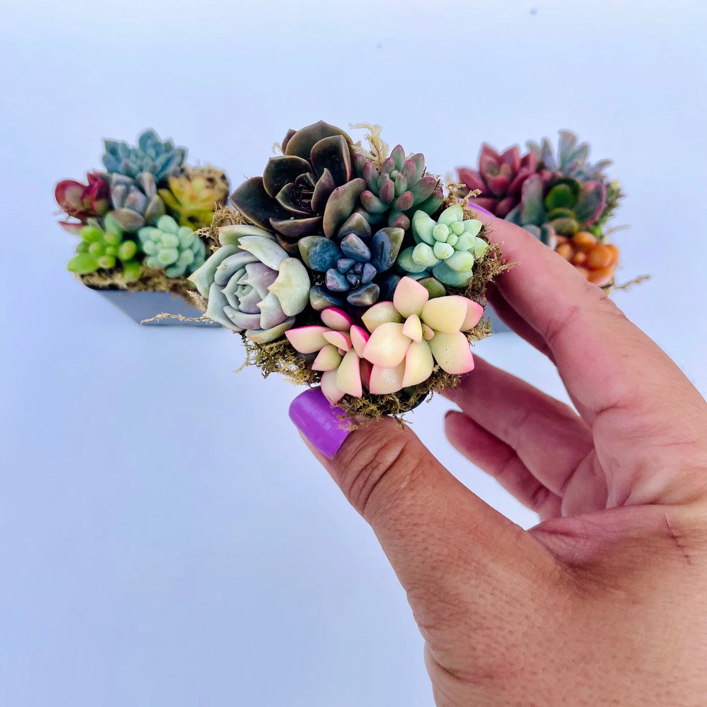 Fairy Farts - Live Micro Succulent Garden in 2 inch Pot