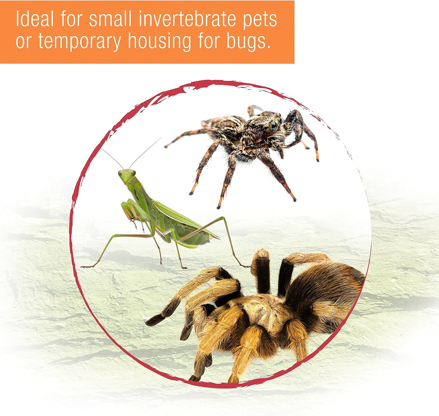Micro Habitat Terrarium Enclosure for Small Tree Dwelling Reptiles, Amphibians, Spiders & Other Invertebrates, Small
