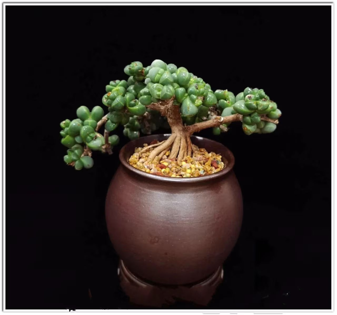 Rare Succulent: Cool beautiful succulent Astridia velutina string live plant houseplant bonsai favorite NO POT