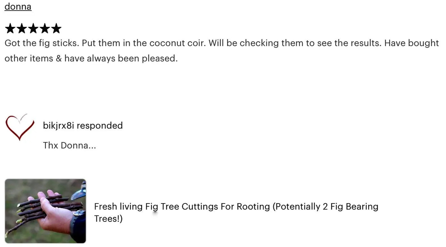 Fresh Celeste Fig Cuttings: Sweet Southern Heirloom Variety