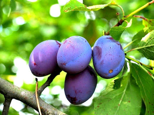 5pc DAMSON BLUE PLUM Tree Unrooted Organic Cuttings for Rooting Grafting Fruit
