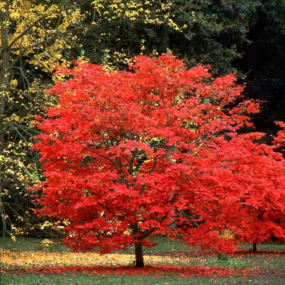 Fireglow Japanese Maple Tree (Acer Palmatum 'Fireglow') Seeds - NEW FOR 2024