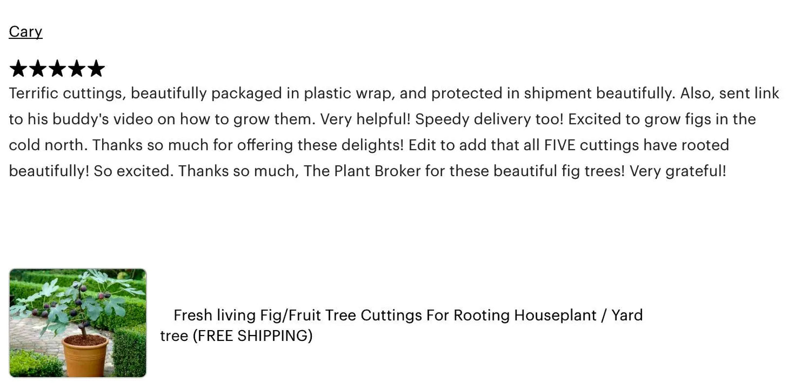 Fresh Celeste Fig Cuttings: Sweet Southern Heirloom Variety