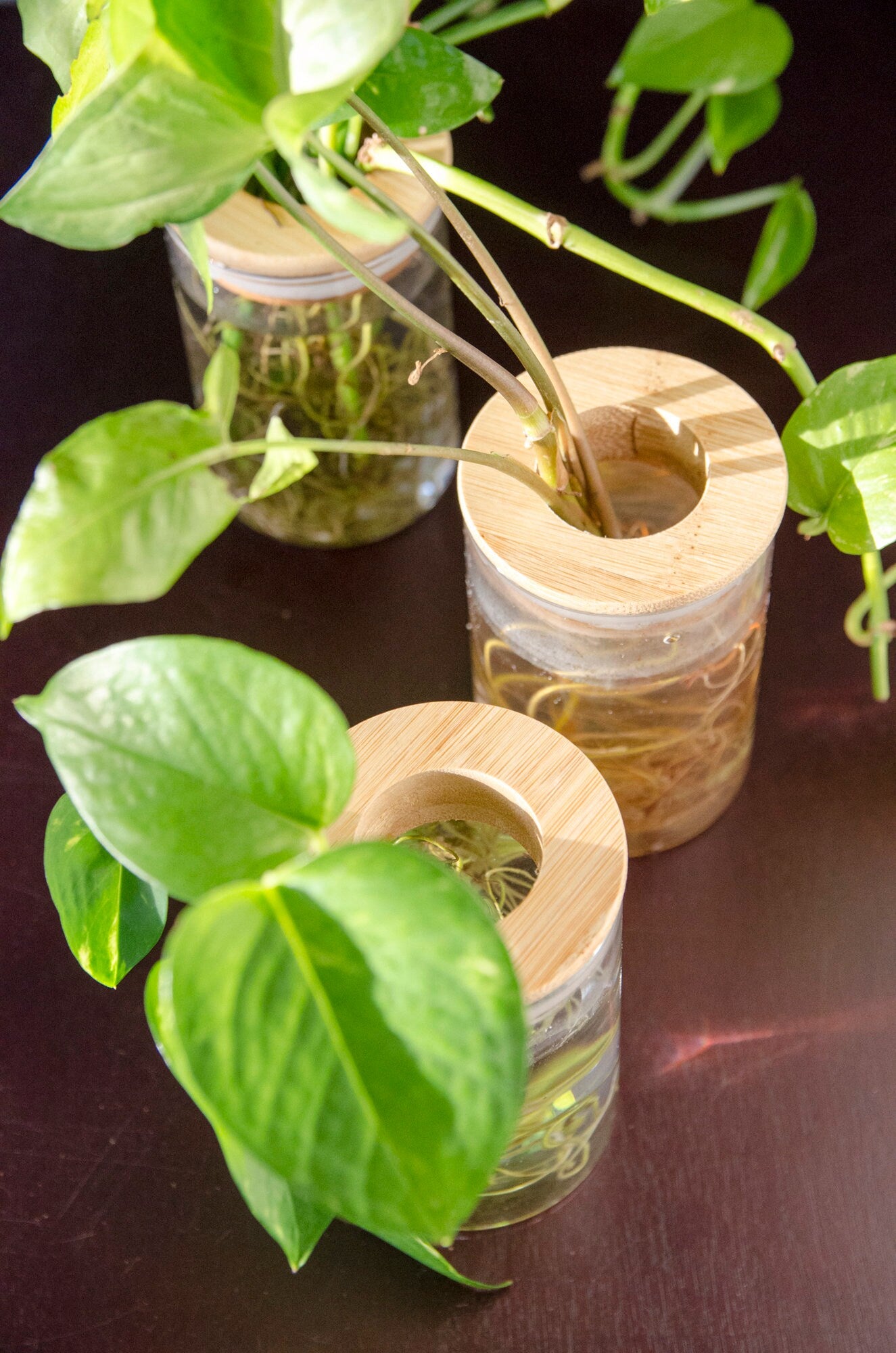 Propagation Station Jar Flower Vase with Bamboo Lid