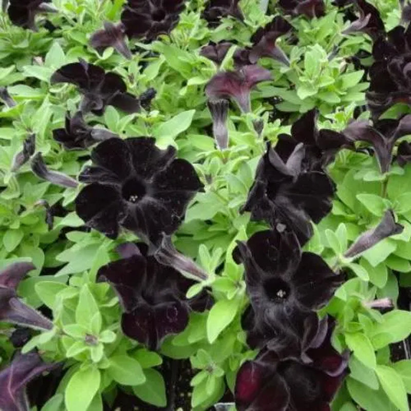 Black Petunia Plants, 4 Inch Pot Petunia Plants, Annual Flowers Plant