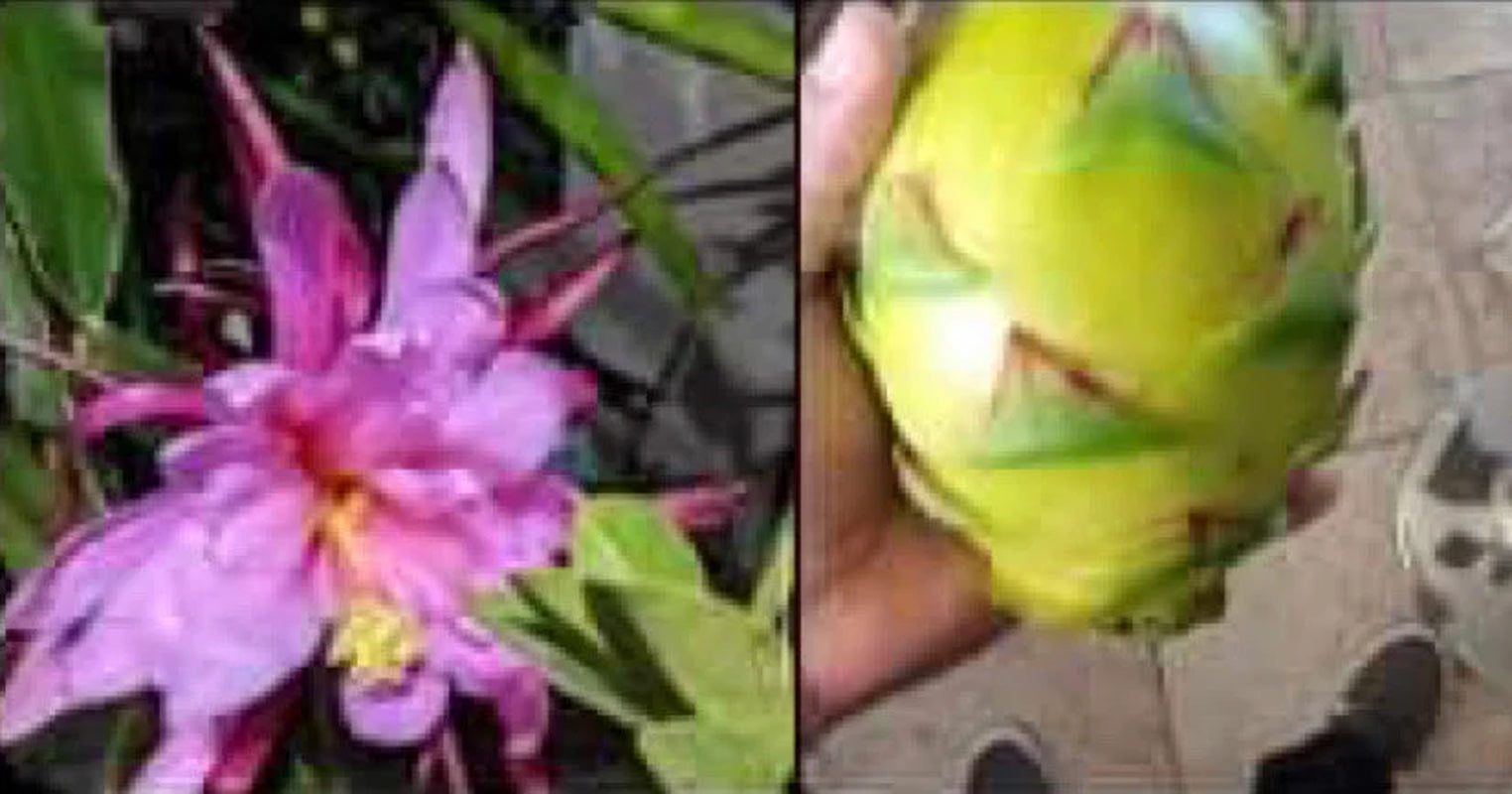 Dragon Fruit Plants(Cuttings)