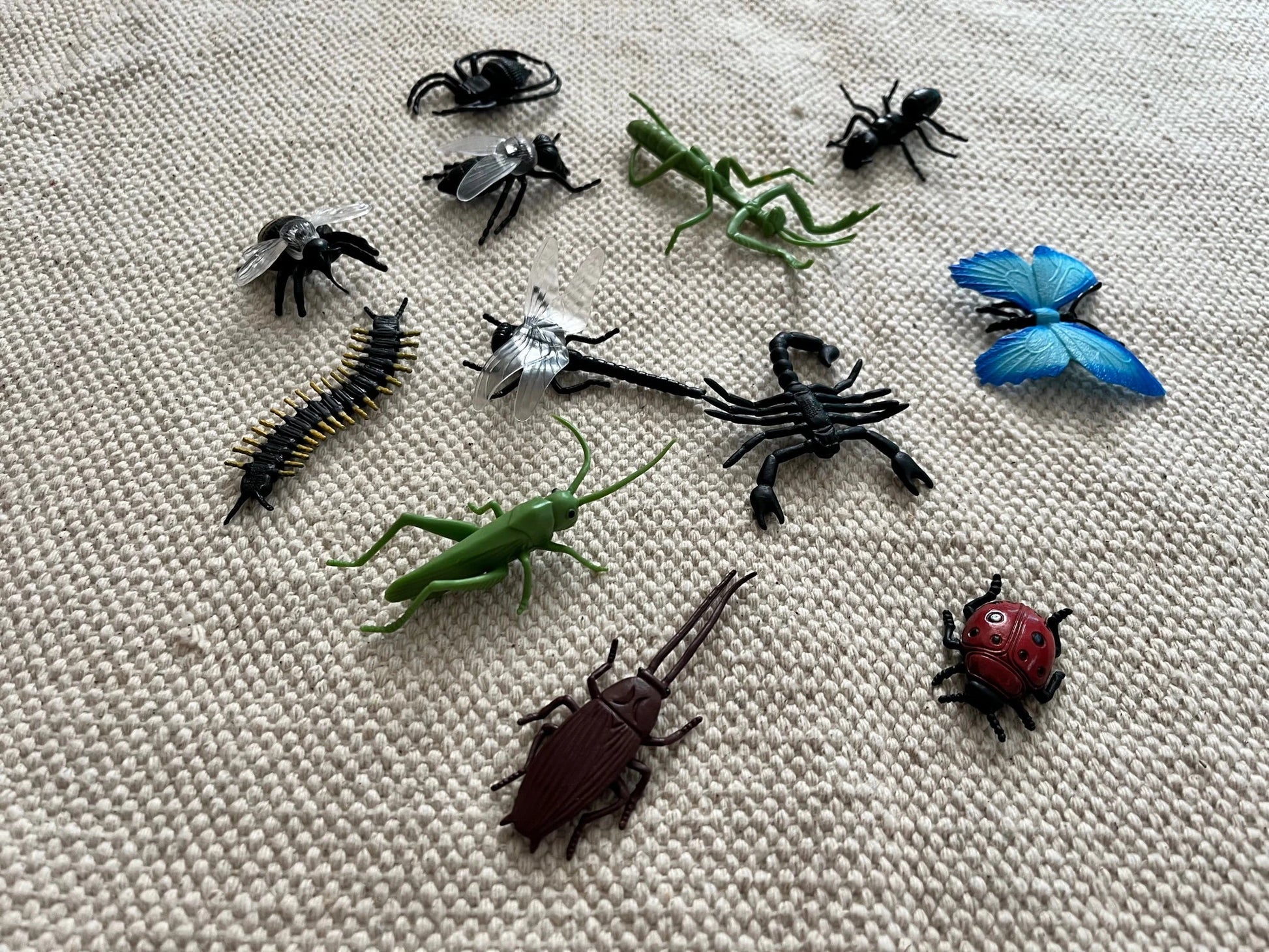Montessori Common Insects Bugs 3 Parts Nomenclature Flash Cards with Miniatures Figurines Educational Learning Cards Toys for Kids
