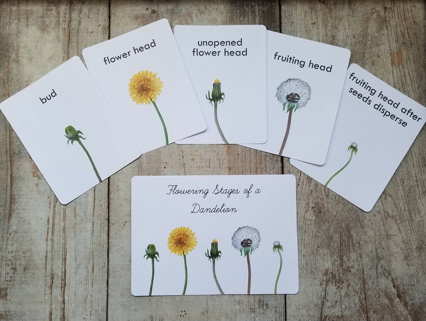 Dandelion Nature Study