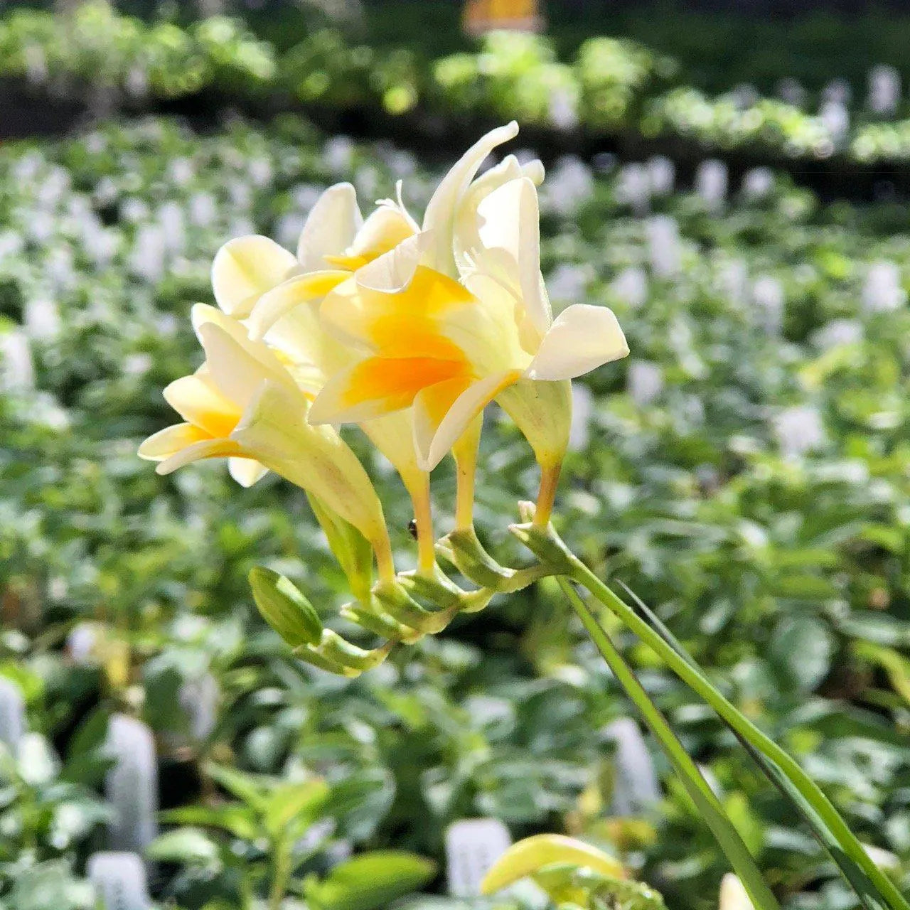 Freesia Heirloom Antique Alba 15 Flower Bulbs, Fragrant Spring Blooms Full Sun Outdoor Zones 9-11