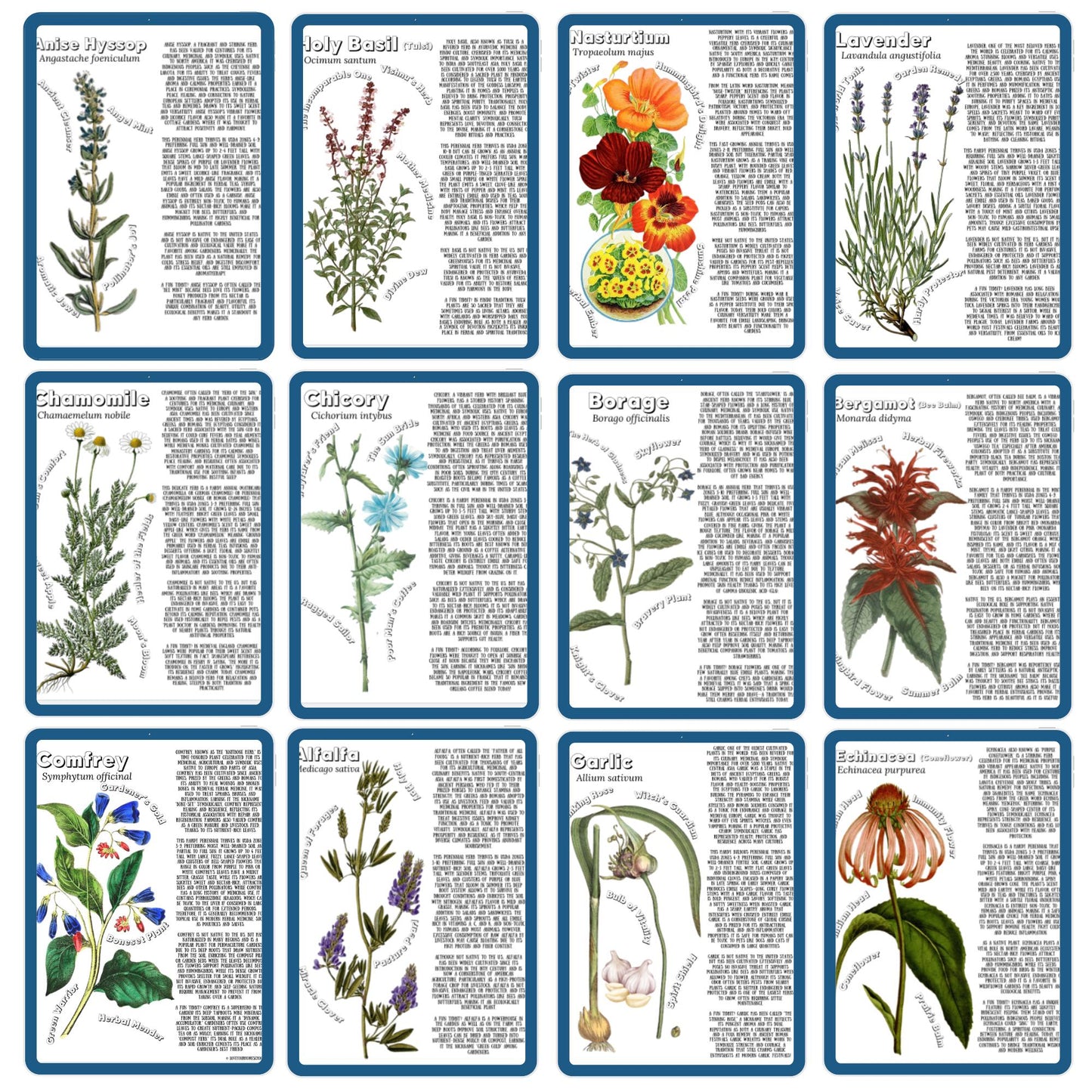 HUGE Homeschool Garden Herbs Notebooking Journal 266 Pages Homeschool Nature Botany Mini Unit Study Coloring Pages Flashcards Curriculum
