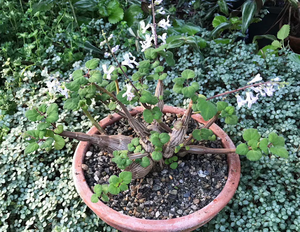Bonsai Mint (Plectranthus Ernstii Caudex)