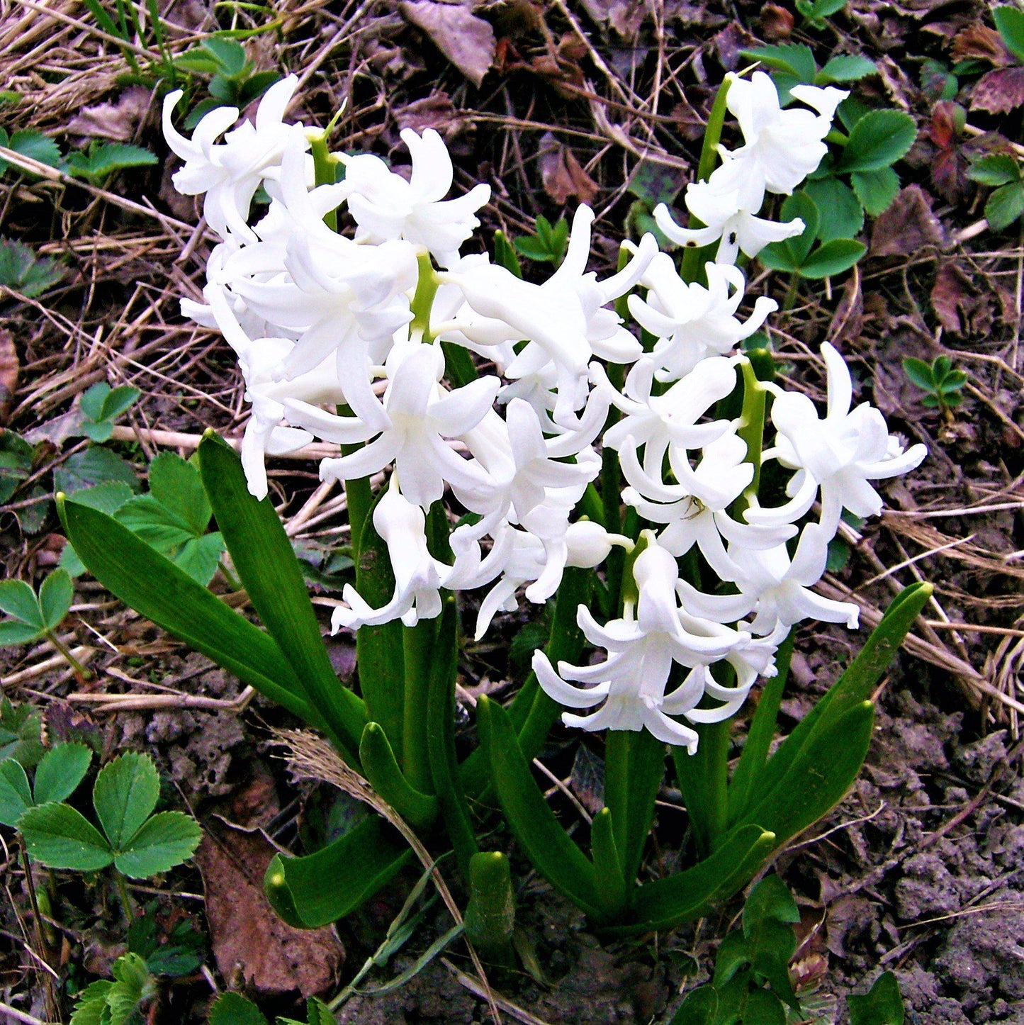 Hyacinth White Pearl 10 Flower Bulbs, Fragrant Spring Blooms Sun Outdoor Zones 4-8