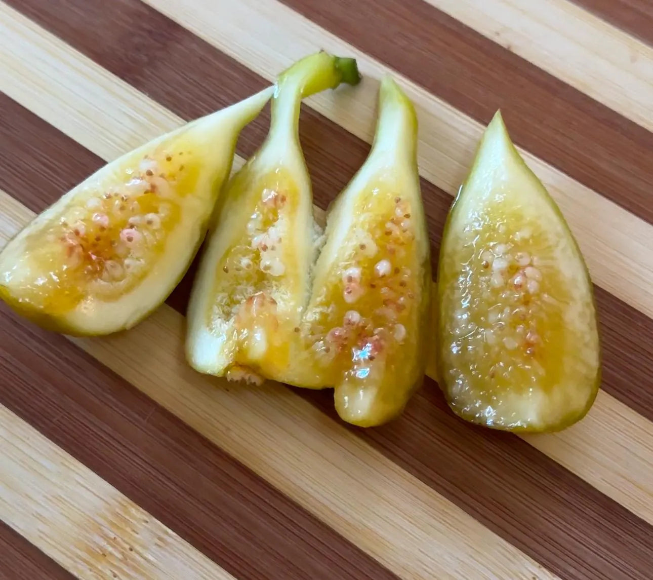 FIG Cuttings not rooted - Multiple varieties