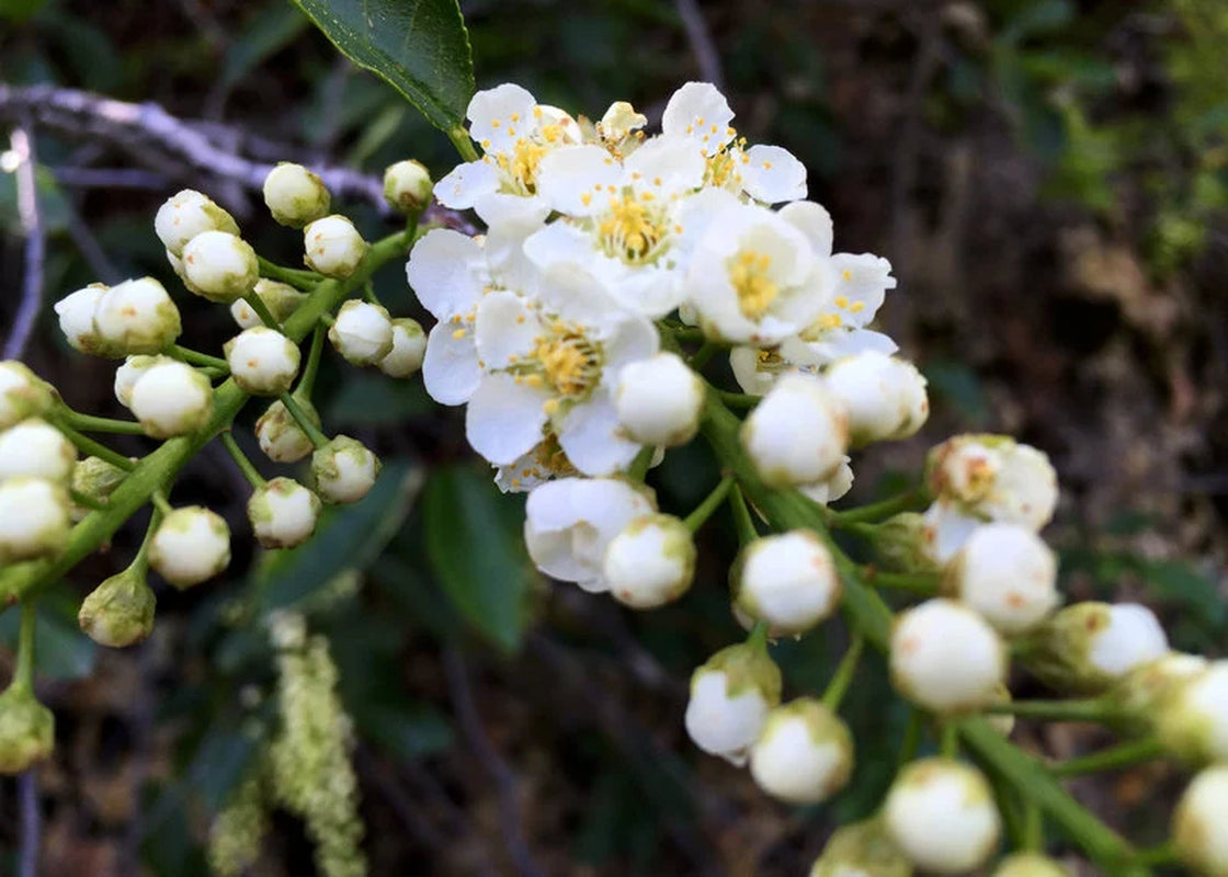 Choke Cherry Tree, Prunus virginiana, Small Red to Purple Fruit, White Spring Flowers, Wildlife Value, Autumn Color, Drought, Heat Tolerant
