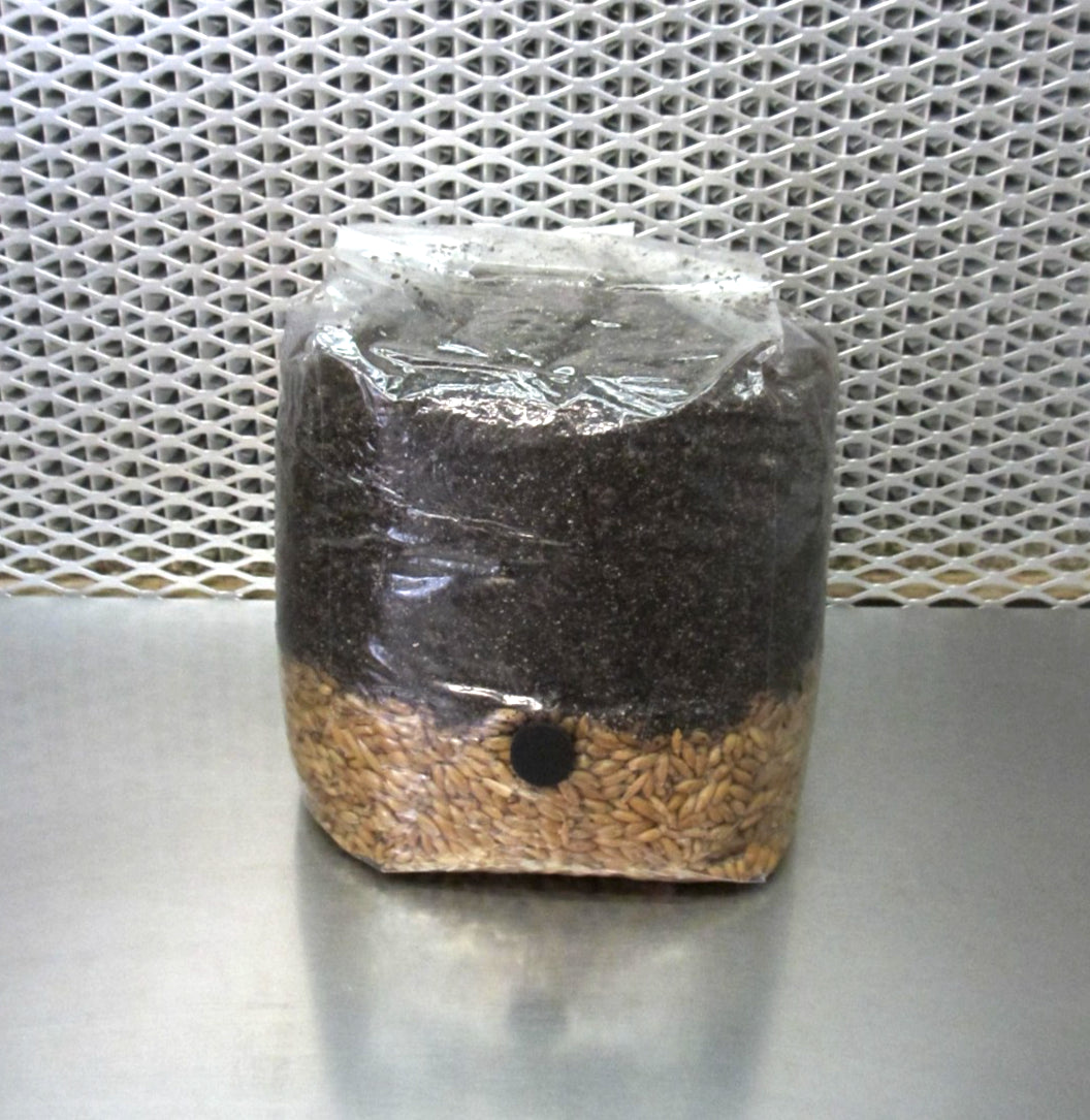 All In One LARGE 4 LB Mushroom Grow Bag - Dung Lovers Substrate & Injection Port