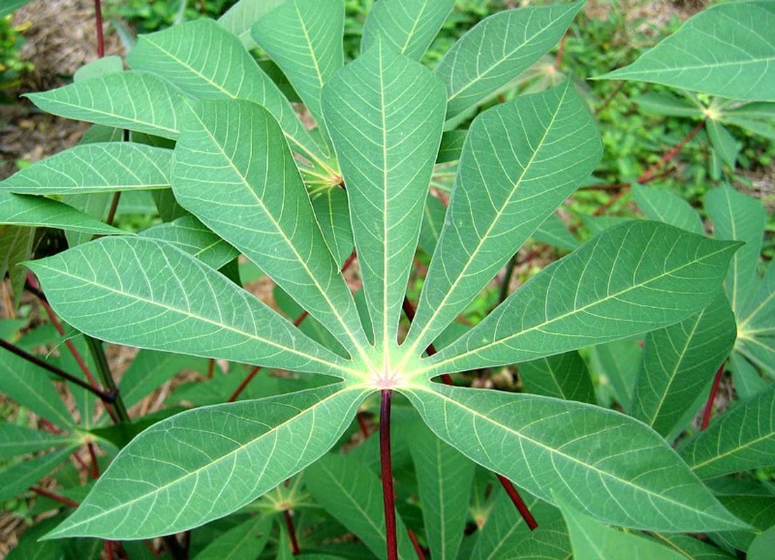 Cassava Manihot Esculenta 4 cuttings " Sweet Jamaica Red"   Organically Grown, FREE SHIPPING