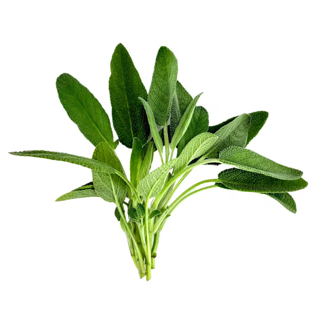 Herb Bundle: Ready-to-plant seedlings, Starts, Plugs, Garden ready, Live plants, Transplants, Pre-sprouted, For soil & hydroponic gardens