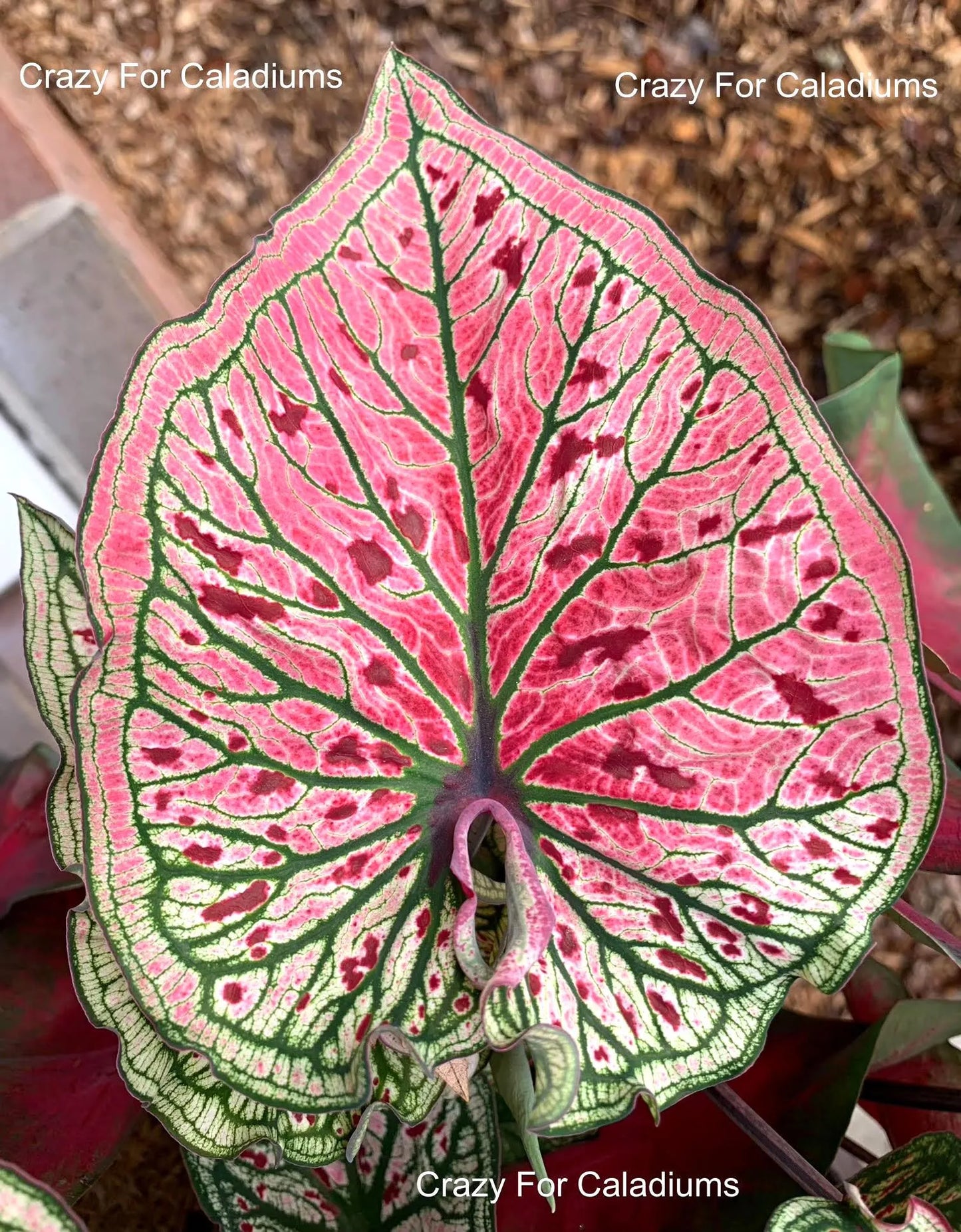 Caladium 'Spicy Lizard' Size#2(2 Bulbs), Size #1(1 bulb)**New Crop 2025 **Available to ship now!!!