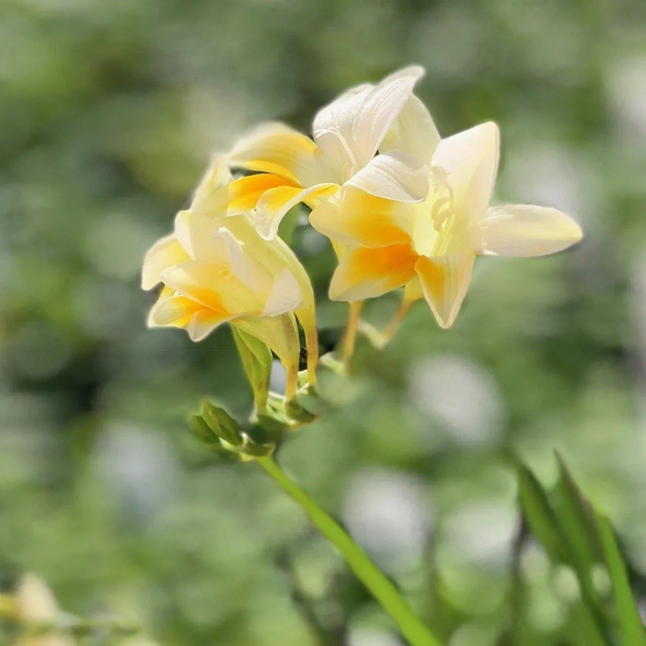 Freesia Heirloom Antique Alba 15 Flower Bulbs, Fragrant Spring Blooms Full Sun Outdoor Zones 9-11