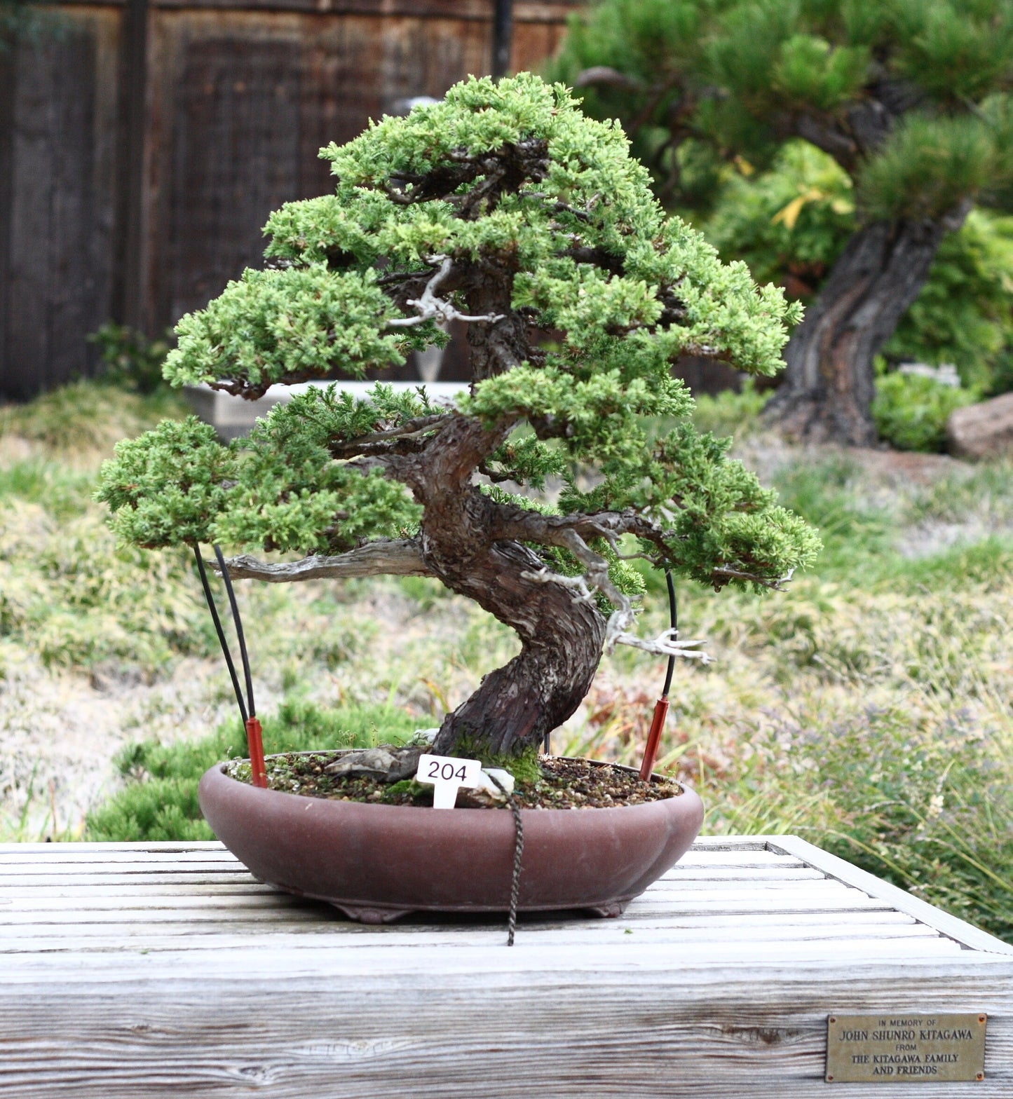 Bonsai Tree | Seed Grow Kit | The Jonsteen Company