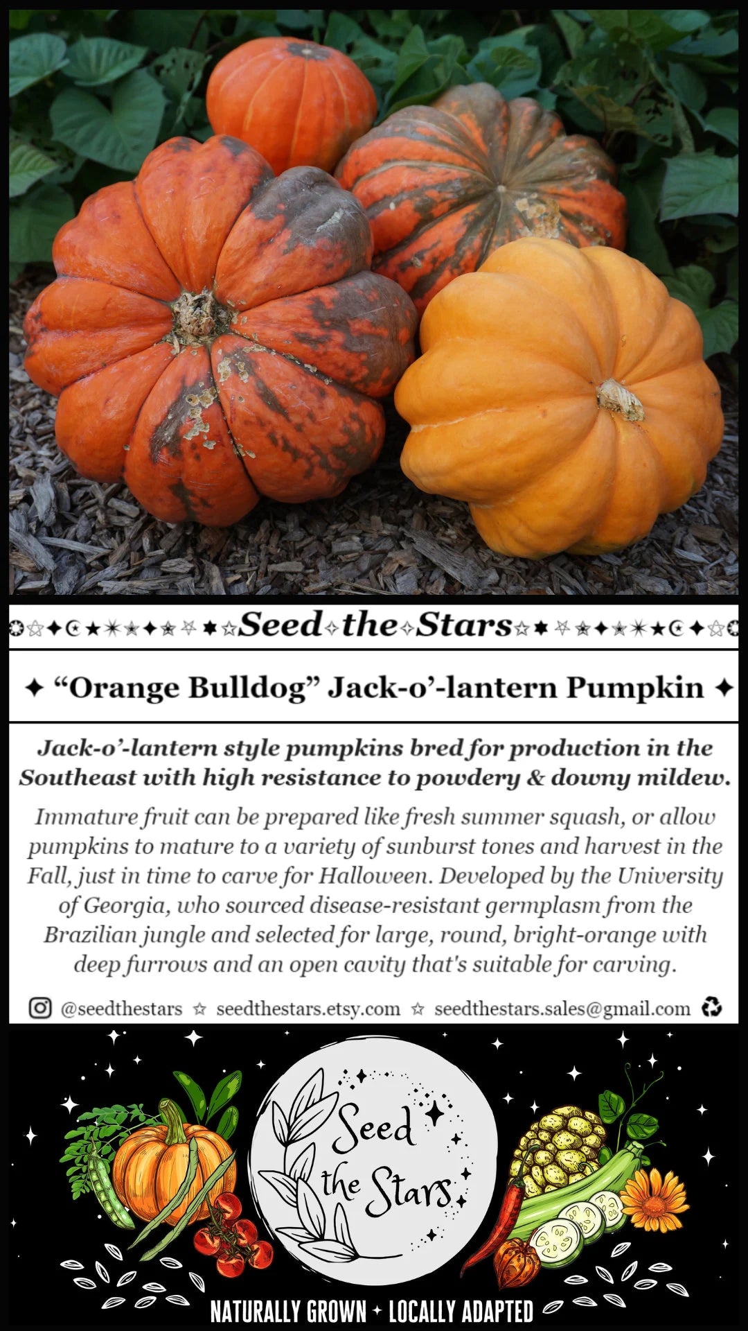 10 'Orange Bulldog Pumpkin' Seeds, Disease Resistant Jack-o’-lantern, Cucurbita maxima, University of Georgia Pumpkin Seeds, Seed The Stars