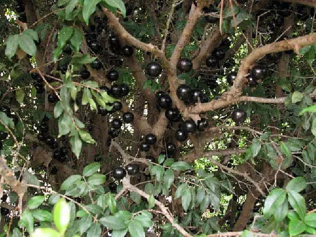 Jabuticaba Fruit Tree Plant - 6" Pot - Myrciaria -Tree That Fruits On It's Trunk