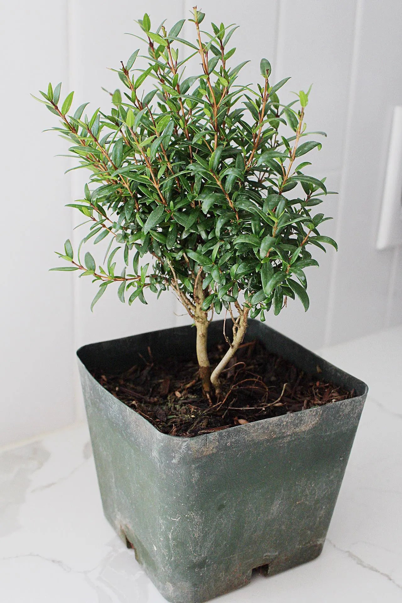 Bonsai Tree Starter Plant Dwarf Myrtle Plant Gift Mini Tree Evergreen Starter Plant Myrtus Communis Compact Outdoor