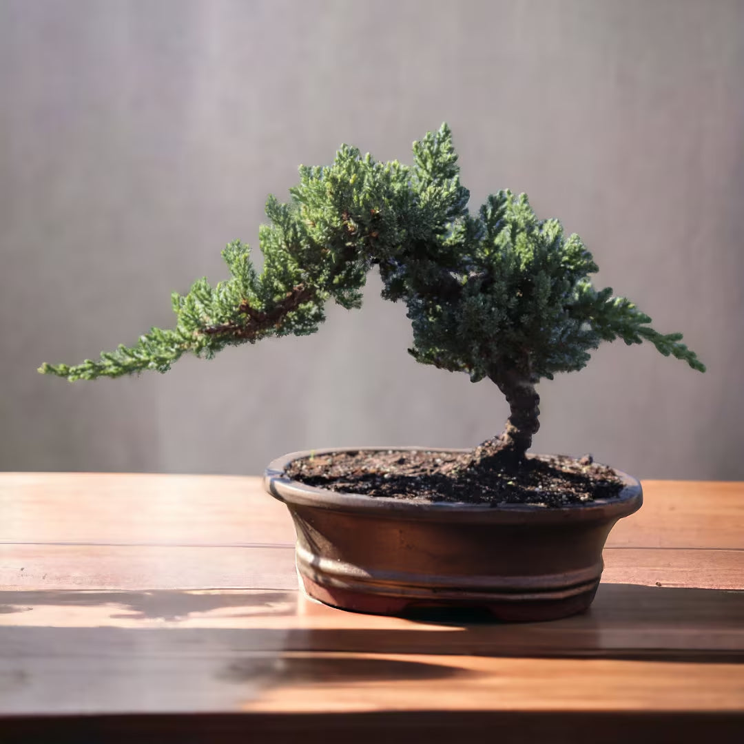 10yrs Juniper Bonsai Live tree Bonsai tree indoor plant outdoor plant gardener gift mothers day gift new home decor plant office decor plant
