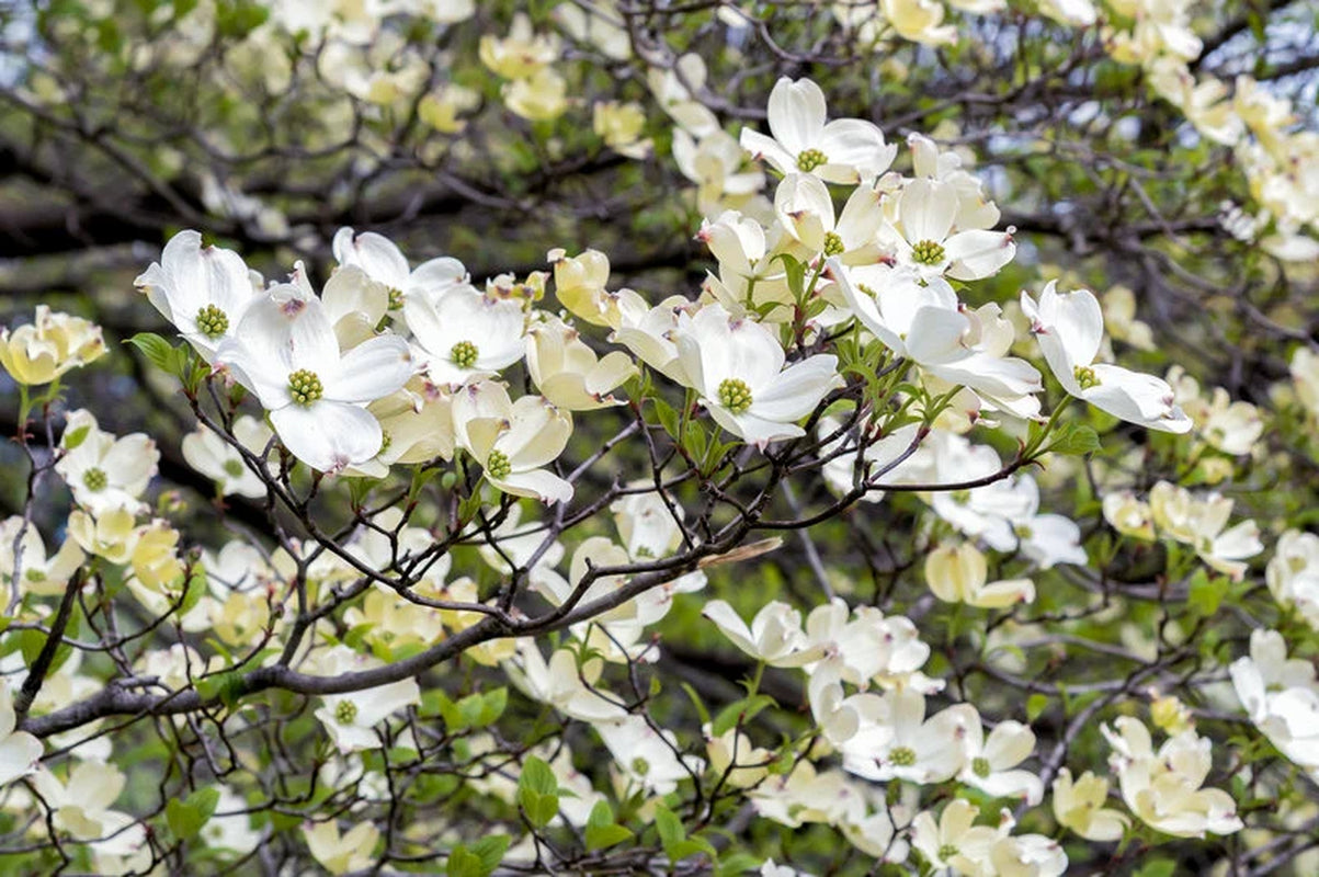 Flowering Dogwood Tree, Cornus Floridus, Beautiful Landscape, Spring Flowers, Winter Berries, Attract Songbirds, Hardy, Drought Tolerant