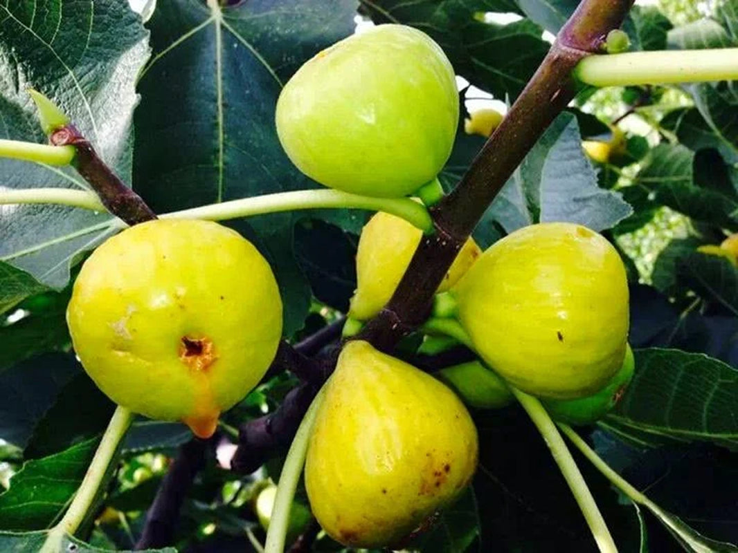 Fresh Fig Tree Cuttings  Select the Variety and Quantities You Want