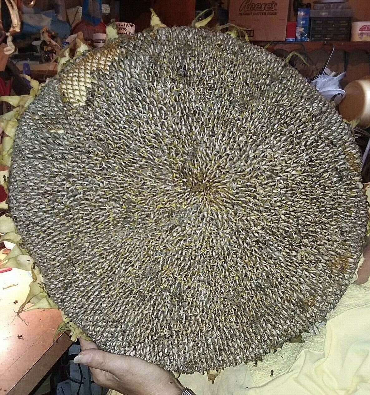 Godzilla Sunflower Seeds - Massive Heads