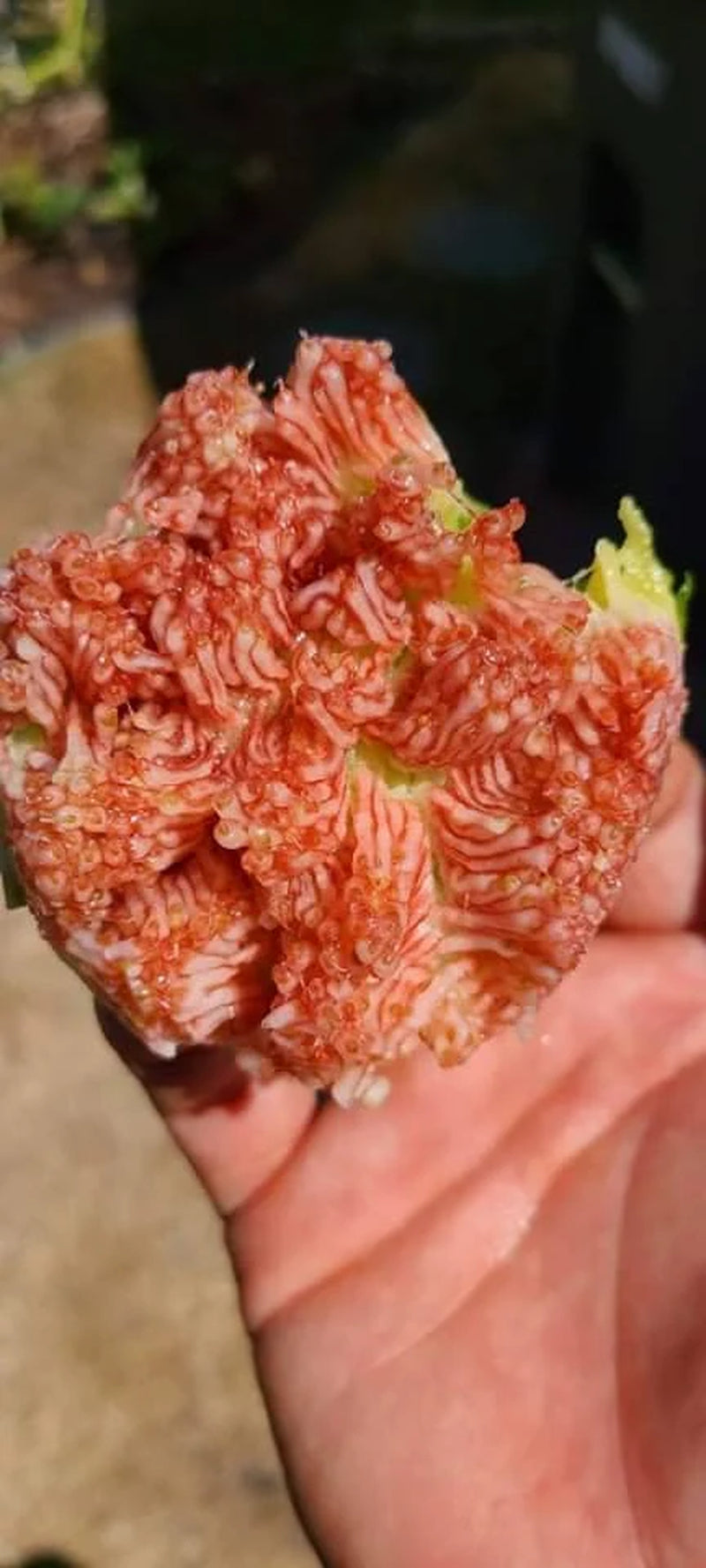 Desert King Fig Cuttings- FREE SHIPPING