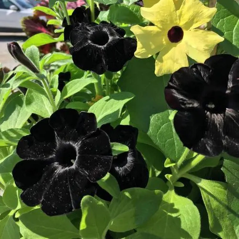 Black Petunia Plants, 4 Inch Pot Petunia Plants, Annual Flowers Plant