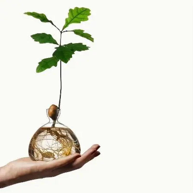 Acorn Vase Seed Holder Jar, Grow Your Own Oak Tree Seed in a Glass Vessel, Germination Starter